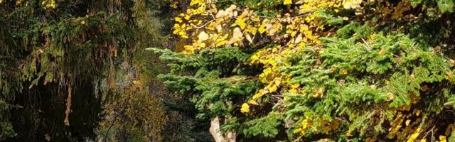 В ближайшие дни в Эстонии потеплеет, температура воздуха поднимется до 11 градусов тепла