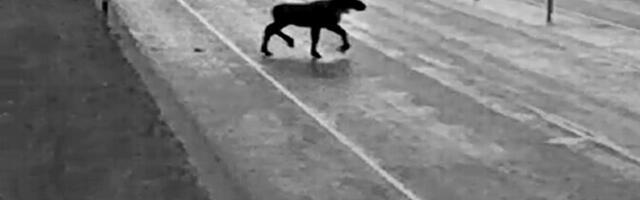 Автомобиль столкнулся с лосем на шоссе Таллинн-Нарва