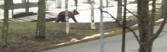 ВИДЕО | Медведь бегает по поселку в Ида-Вирумаа — будьте осторожны!