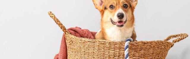 Prisma снизила цены на 300 товаров для домашних животных