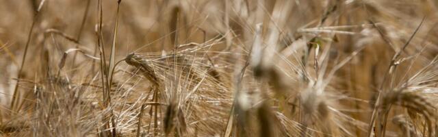 Урожай зерна оказался ниже ожиданий, цены на него тоже падают