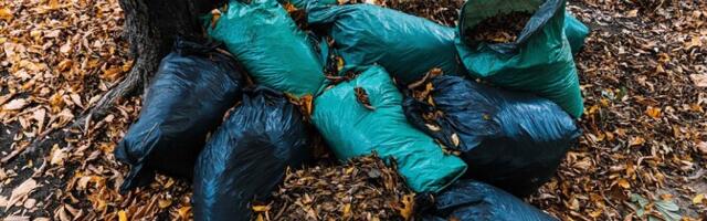 В Нарве началась осенняя уборка листьев