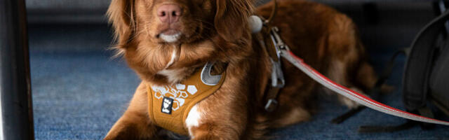 Обязательное чипирование собак и кошек планируют ввести с июня 2027 года