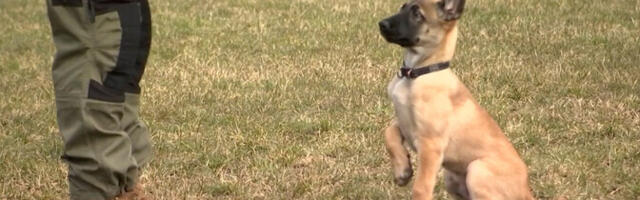 К обучению в Академии внутренней безопасности приступили пятеро щенков бельгийской овчарки
