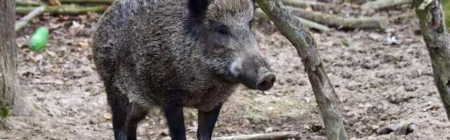 Лесники Варшавы извинились перед жителями за публичное усыпление кабанов