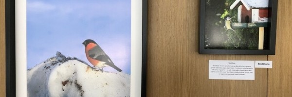 Удивительный мир пернатых: в Хаапсалу открылась фотовыставка, посвященная птицам