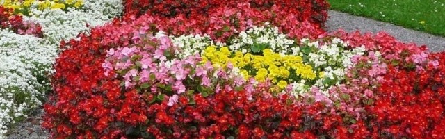 Хорошие новости: в День Таллина в городе посадят «целое море цветов»