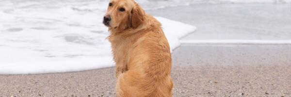 Юрмальская дума не поддержала инициативу о выгуле собак на определенном участке пляжа