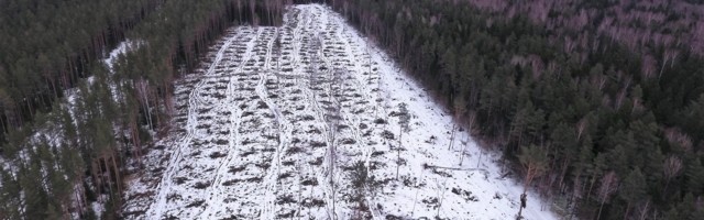 Лес Нарва-Йыэсуу опять планируется рубить