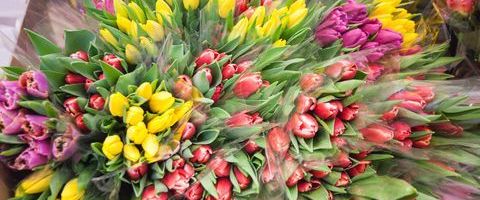 Эстонские цветоводы были вынуждены выбросить десятки тысяч тюльпанов
