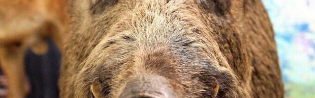 Департамент окружающей среды в два раза увеличил минимальный объем отстрела кабанов