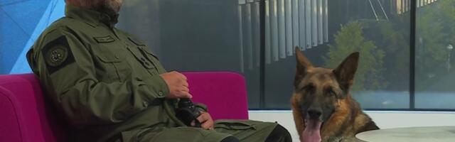 Осенью у патрульных собак прибавляется работы из-за пропавших грибников