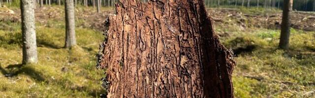 В Юго-Восточной Эстонии замедлилось распространение короеда-типографа