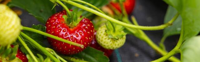 Несладкая жизнь. Украинцы рассказали о тяжелых условиях труда на сборе клубники в Финляндии