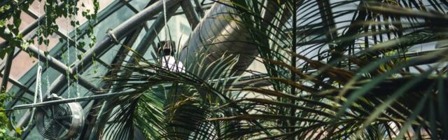 Таллиннскому ботаническому саду — 64: экскурсии, мастер-классы и тропики под крышей