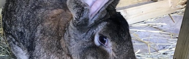 Британская полиция разыскивает похитителей крупнейшего в мире кролика