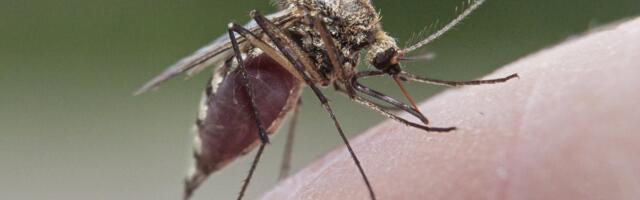 В Эстонии подтверждены случаи заражения людей новым заболеванием через укус комара. Стоит ли беспокоиться?