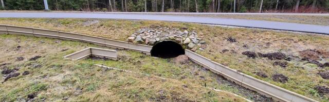 В Таллинне установят более километра новых ограждений для лягушек