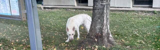 „На политиков правила не распространяются?!“ Гуляющая без присмотра собака министра вызывала беспокойство у жителей Каламая