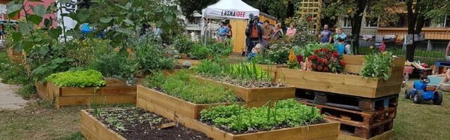 Исследование: урожай с городских огородов безопасен для употребления