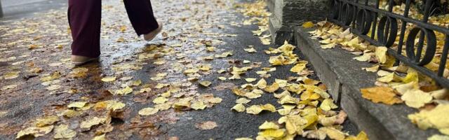 Мокрые листья делают улицы Таллинна скользкими? Город ответил, как часто их убирают