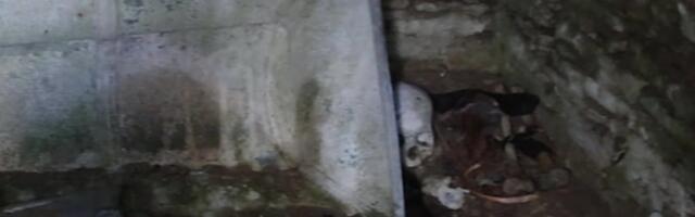 „В советское время в дворянский могильный склеп складывали мусор“. Кому принадлежит загадочный череп с отверстием на старинном кладбище?