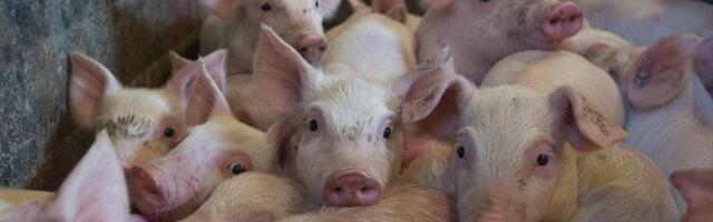 Вспышка африканской чумы свиней под Тарту — заражена крупная ферма