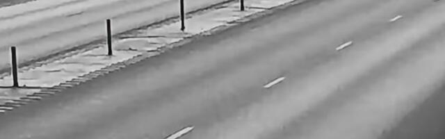 ВИДЕО | Лось, перебегавший дорогу, едва избежал гибели