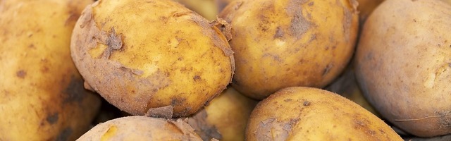 На картошку?! Как в СССР?! Министр образования не поддержала идею замены школьниками собиравших картофель гастарбайтеров