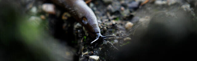 "Эко? Логично": испанские слизни, изменения климата
