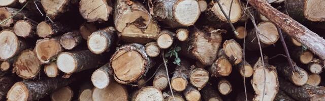 Данные показывают: государство разрешает масштабные вырубки на охраняемых территориях