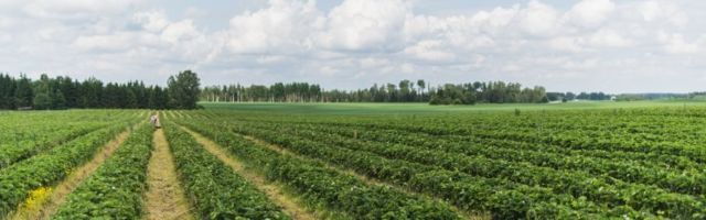 Не лучше, чем в Эстонии: финская клубника может остаться на полях — сборщиков не хватает