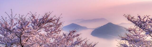 Сакура в цвету: 12 мест на планете, где весна особенно прекрасна