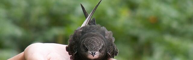 Птицей 2026 года в Эстонии выбран чёрный стриж