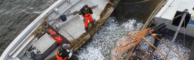 Министерство передумало сокращать число орудий лова у профессиональных рыбаков в Пярнумаа