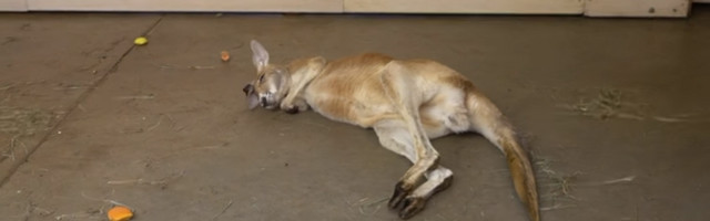 Из-за спящего в странной позе кенгуру на Рижский зоопарк пожаловались в полицию
