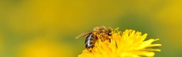 Эксперт: чувствительность кожи после укуса насекомого еще не означает аллергию