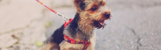 Главный инспектор Муниципальной полиции пояснил, как правильно гулять с питомцем в городе