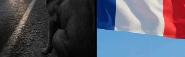Франция делает исторический шаг в защиту животных