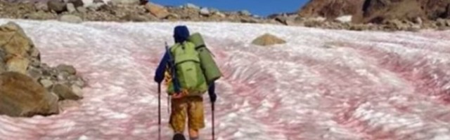 НЕВЕРОЯТНО! В Антарктиде возле научной станции "зацвел" снег