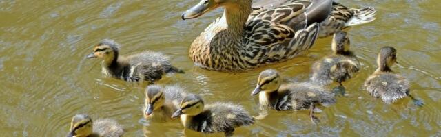 Спасатели помогли утятам и спасли аиста