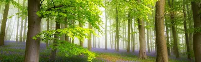 На весенних праздниках открывайте для себя природу с помощью игр RMK для смарт-устройств