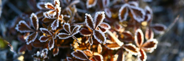 До -4 градусов: латвийцев предупреждают о грядущих морозах