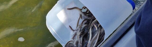 Выртсъярвские рыбаки встревожены планом государства сократить покрытие расходов на зарыбление