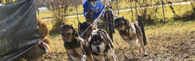 Хаски и семейный праздник: на Маарьявялья покажут ездовых собак