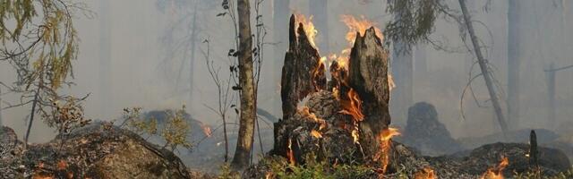 Португалия борется с крупными лесными пожарами: к тушению привлечены 3000 спасателей