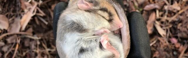 В Эстонии изучат возможности восстановления популяции садовой сони