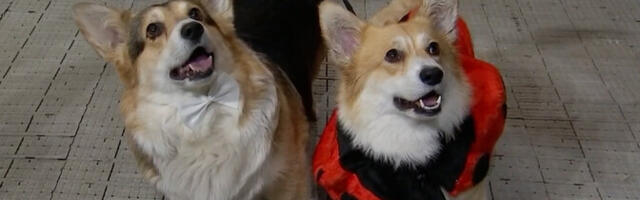 В Таллинне в четвертый раз прошел фестиваль Corgi Fest