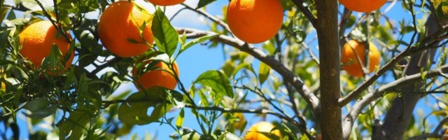 Испанские фермеры вынуждены продавать апельсины по 10 центов за килограмм