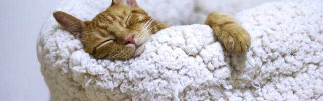 Почему весной мы часто чувствуем усталость и как себе помочь?